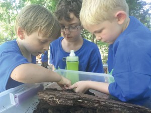 Roman Russell, Ethan Ingle and Austyn Zeis harvest critters from a rotted log during last year’s Wildlife 101 camp at Camp Discovery in Blythewood. This year’s camp begins March 28 and runs through April 1.